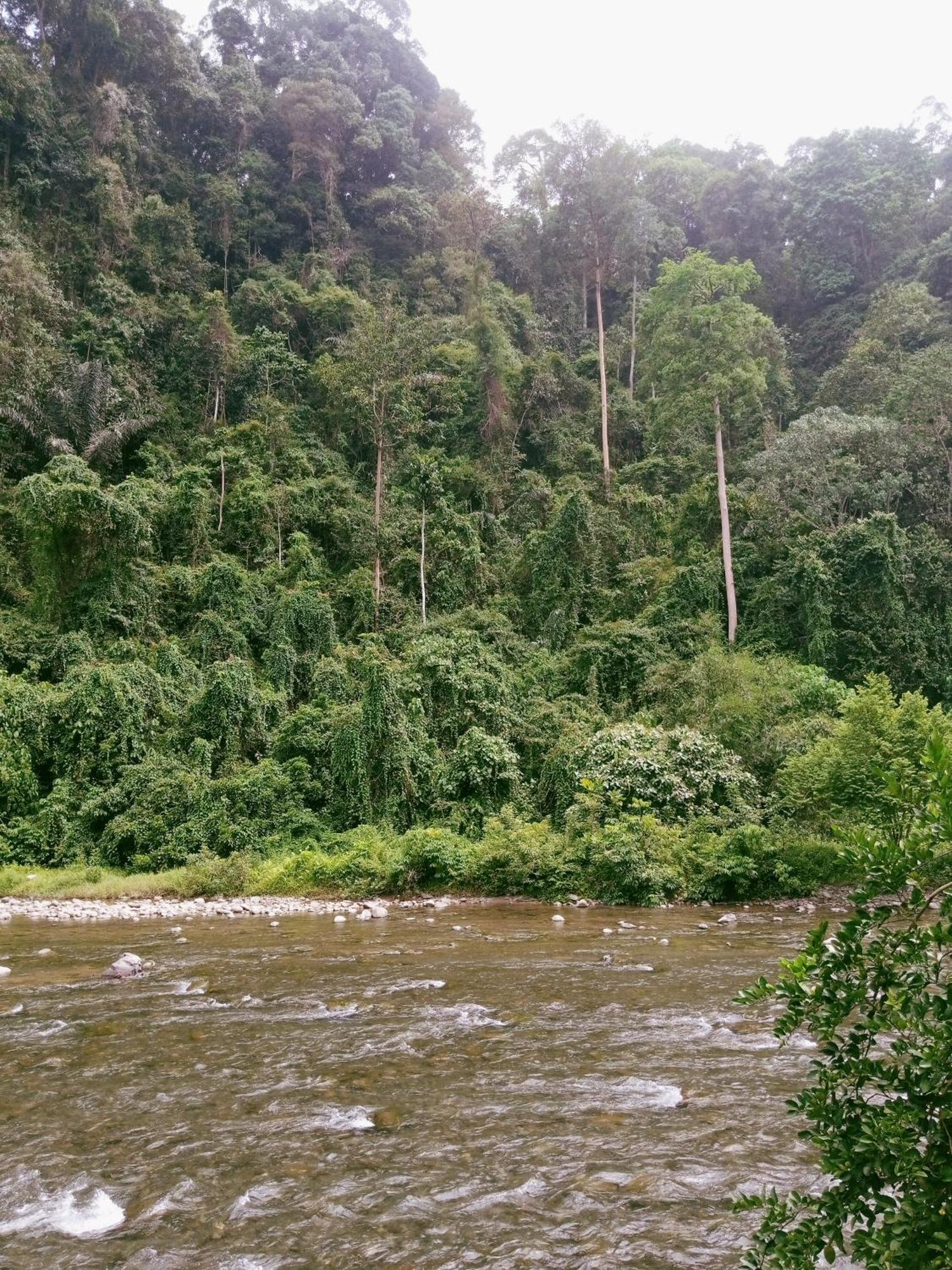 Ridho'S Homestay & Jungle Trekking บูกิตลาวัง ภายนอก รูปภาพ