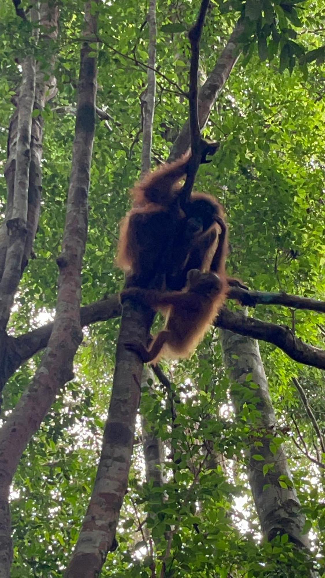 Ridho'S Homestay & Jungle Trekking บูกิตลาวัง ภายนอก รูปภาพ