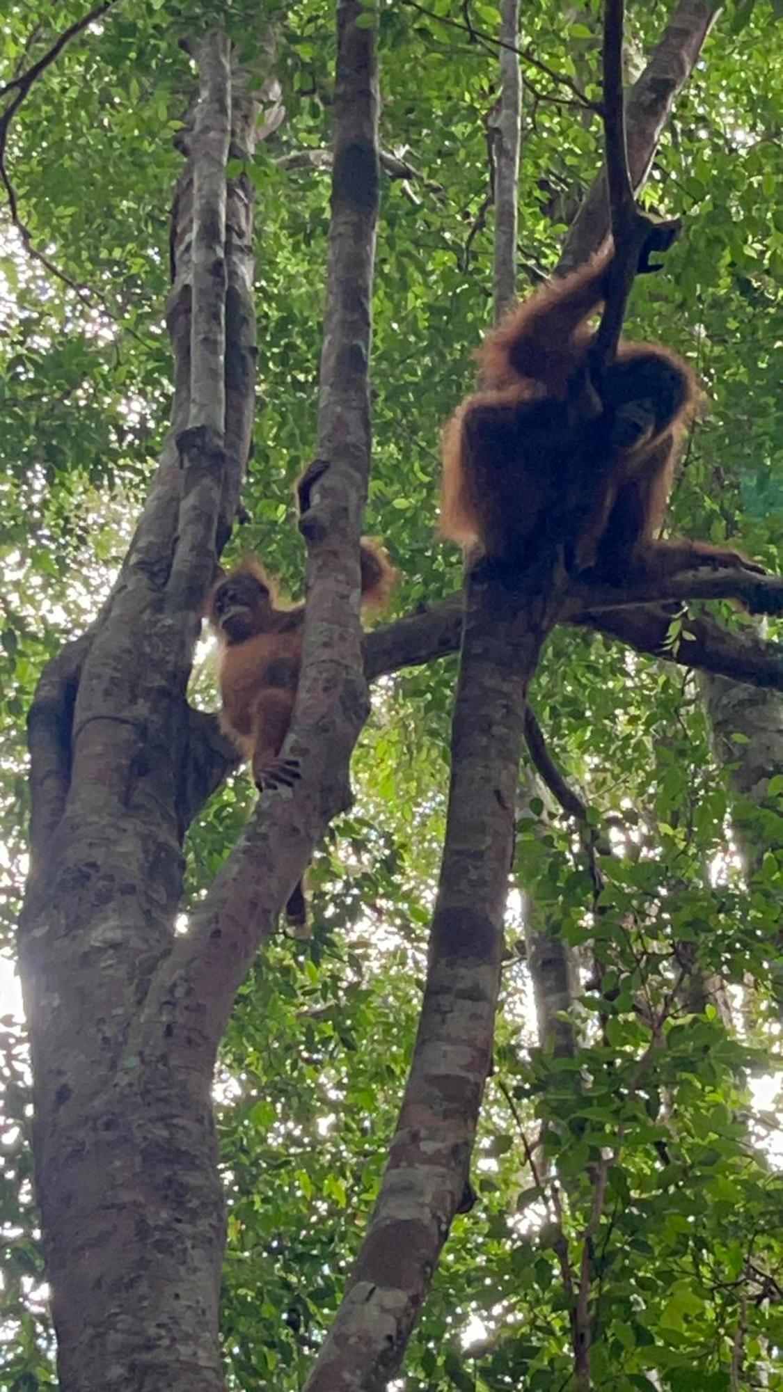 Ridho'S Homestay & Jungle Trekking บูกิตลาวัง ภายนอก รูปภาพ