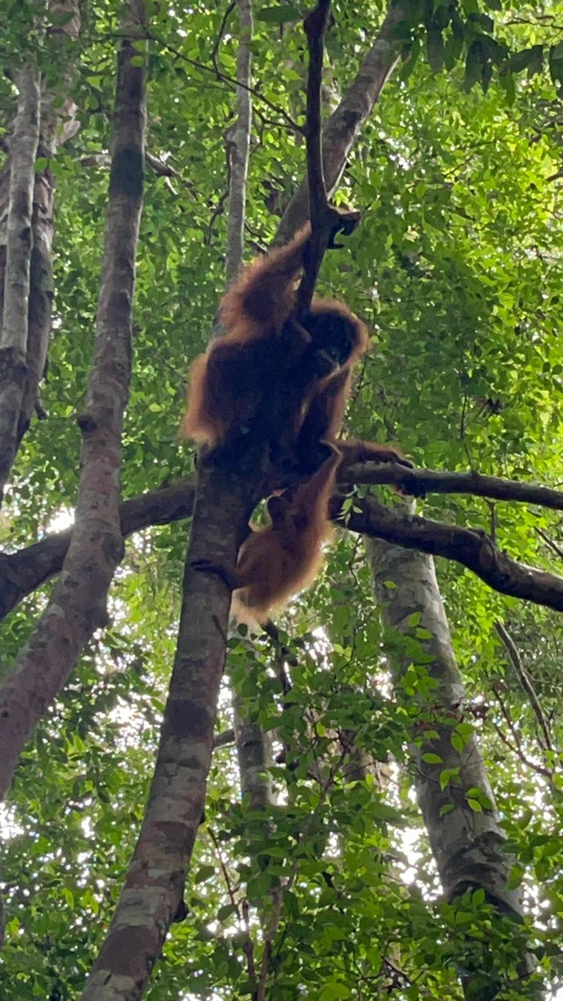 Ridho'S Homestay & Jungle Trekking บูกิตลาวัง ภายนอก รูปภาพ