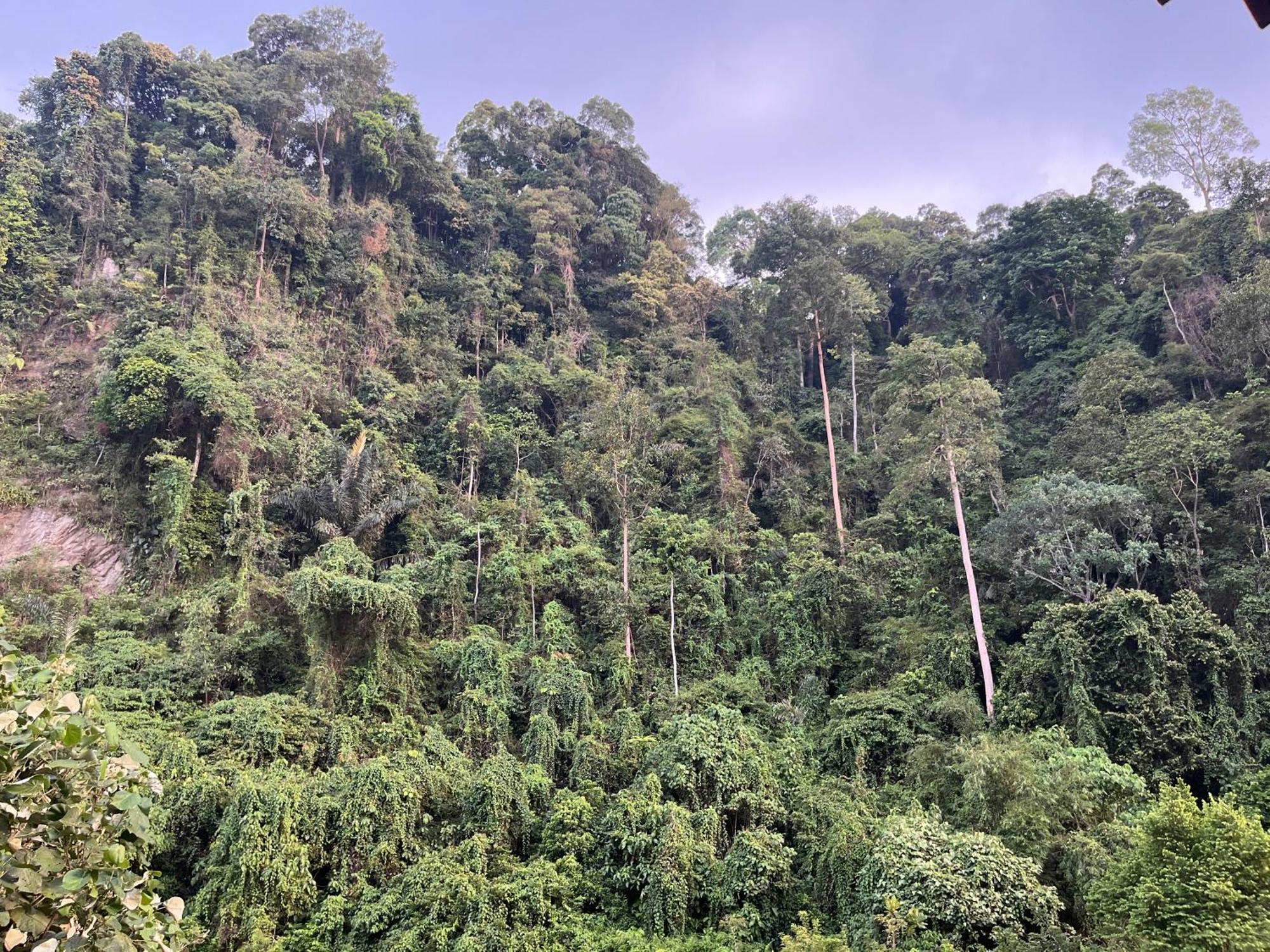 Ridho'S Homestay & Jungle Trekking บูกิตลาวัง ภายนอก รูปภาพ