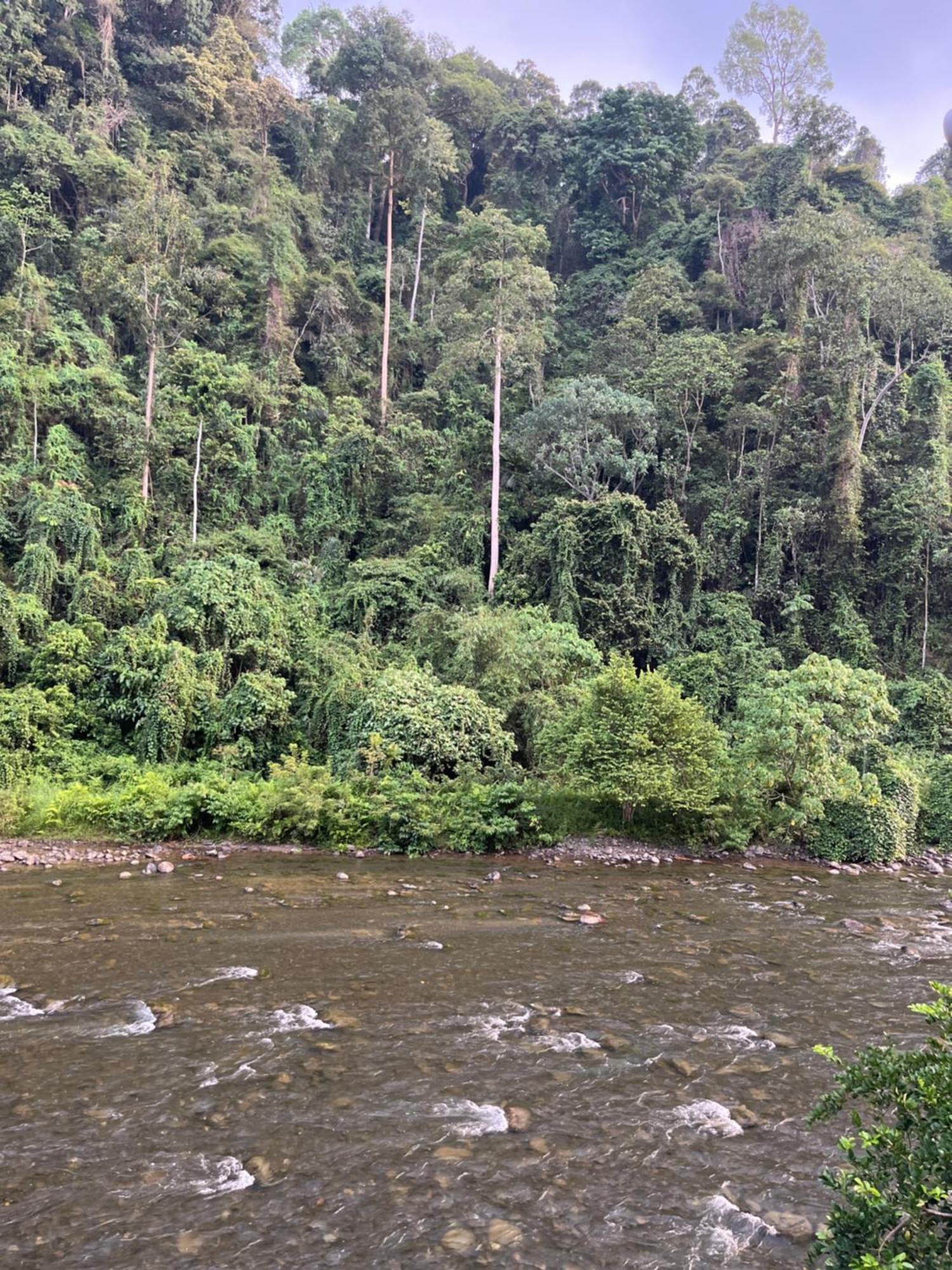 Ridho'S Homestay & Jungle Trekking บูกิตลาวัง ห้อง รูปภาพ