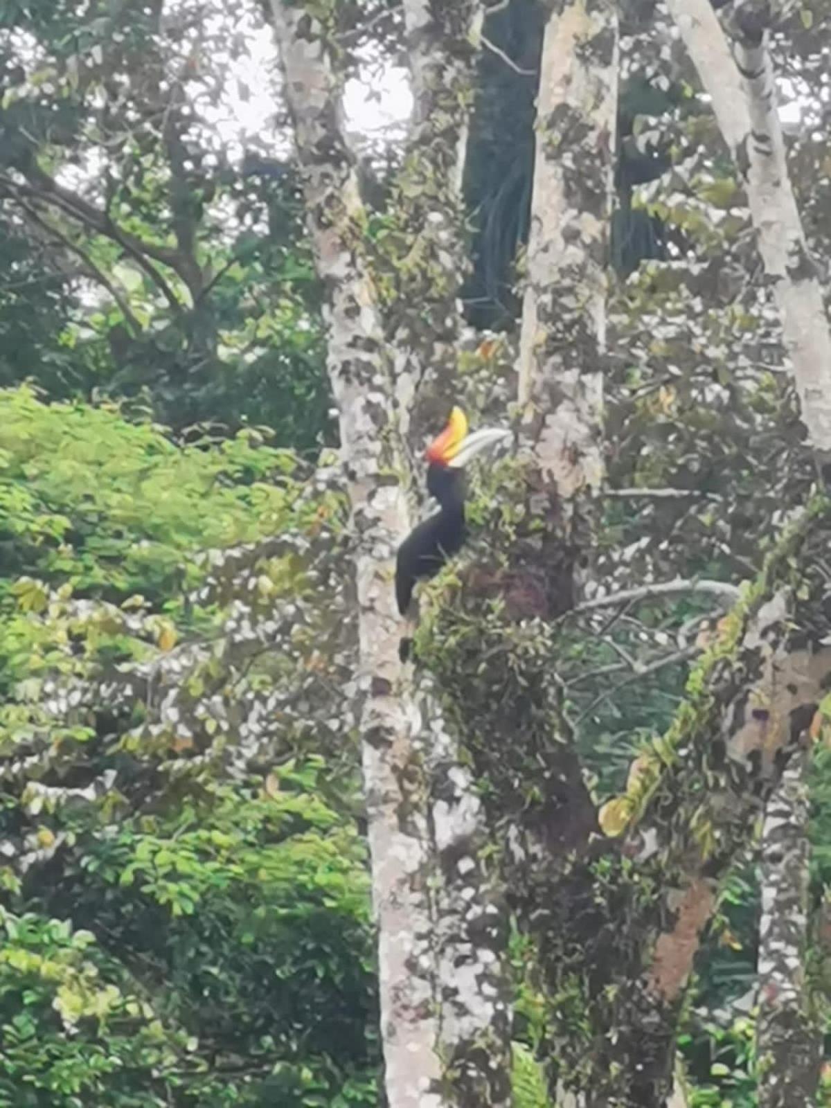 Ridho'S Homestay & Jungle Trekking บูกิตลาวัง ภายนอก รูปภาพ