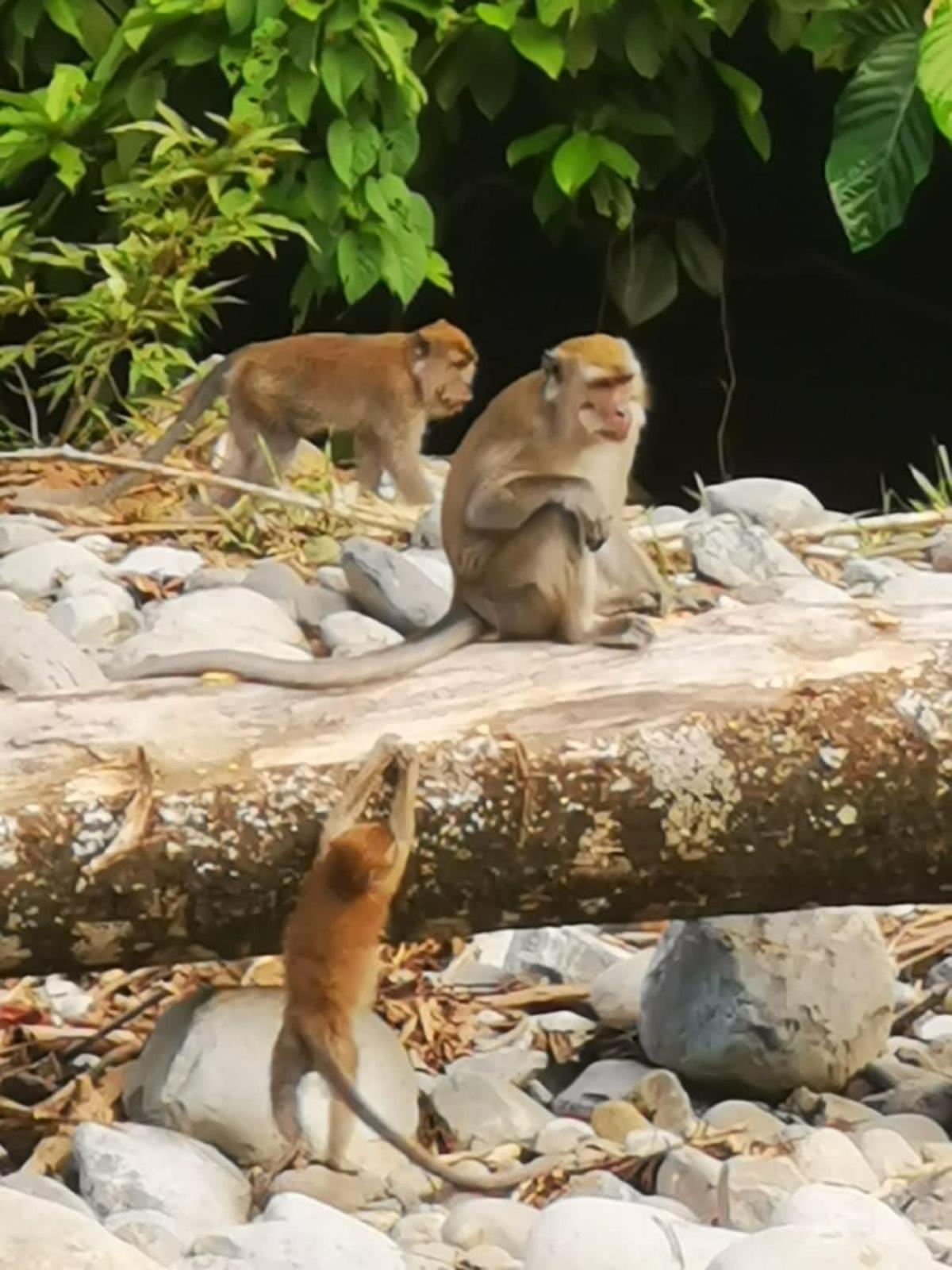 Ridho'S Homestay & Jungle Trekking บูกิตลาวัง ภายนอก รูปภาพ