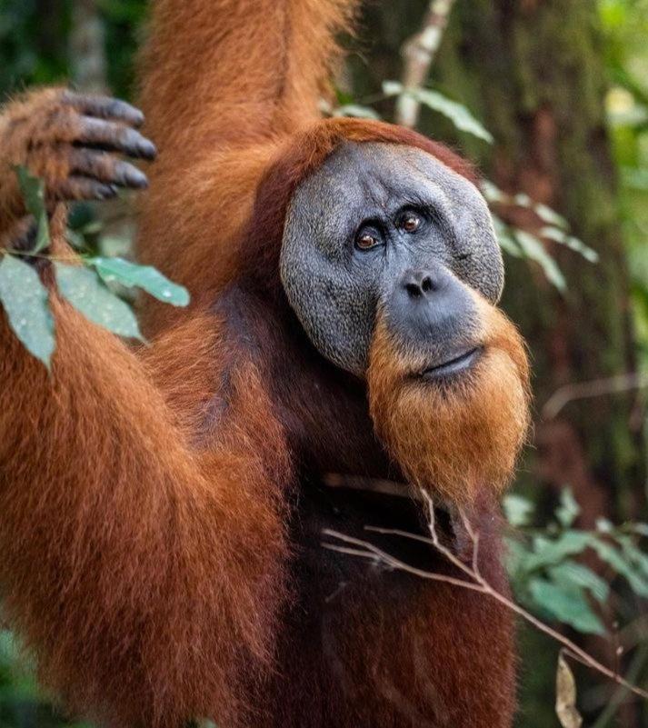 Ridho'S Homestay & Jungle Trekking บูกิตลาวัง ภายนอก รูปภาพ